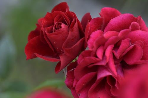 Red Roses in Close-up View
