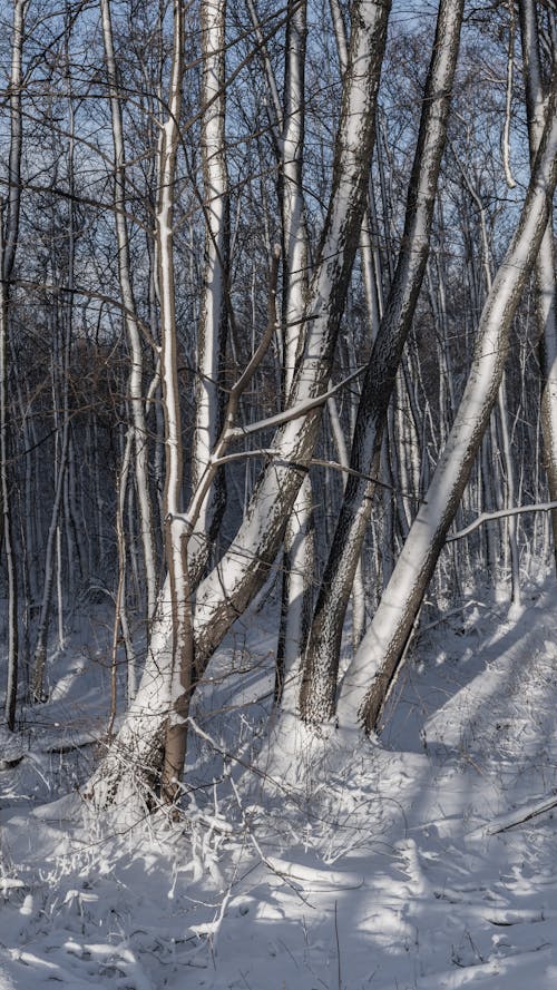 View of Frosty Trees and Snowy Ground in a Park 