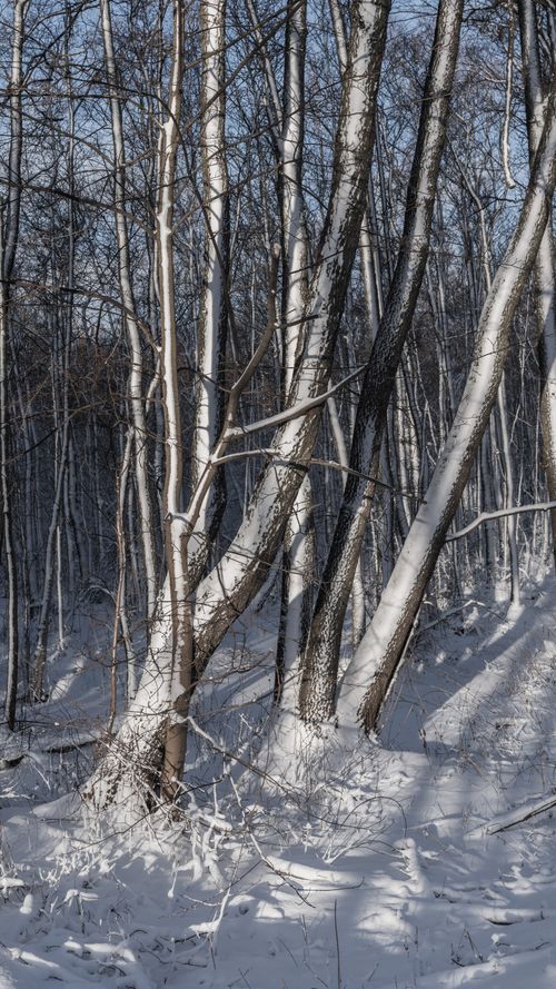 Free A tranquil snowy forest with sunlight filtering through trees on a winter morning. Stock Photo