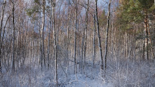 View of Frosty Trees in a Forest in Winter 