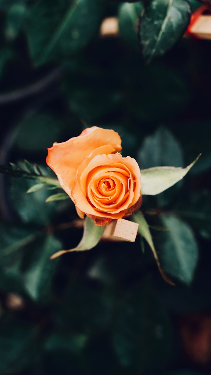 A stunning close-up of an orange rose surrounded by lush green leaves, symbolizing growth and beauty.