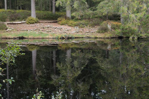 Ilmainen kuvapankkikuva tunnisteilla heijastus, kasvikunta, metsä