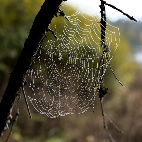 Základová fotografie zdarma na téma past, pavoučí síť, pavoukovec