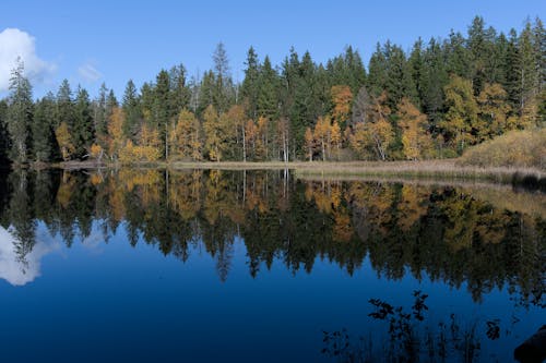 Coniferous Forest by the Lake 