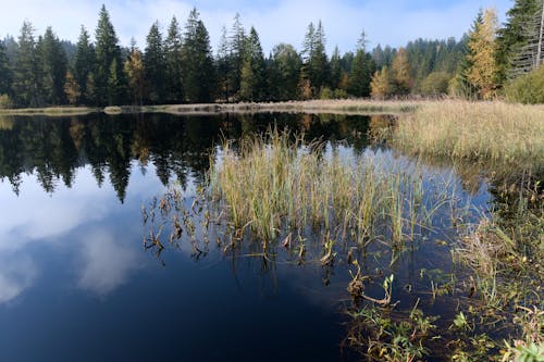 Immagine gratuita di acqua, alberi, boschi