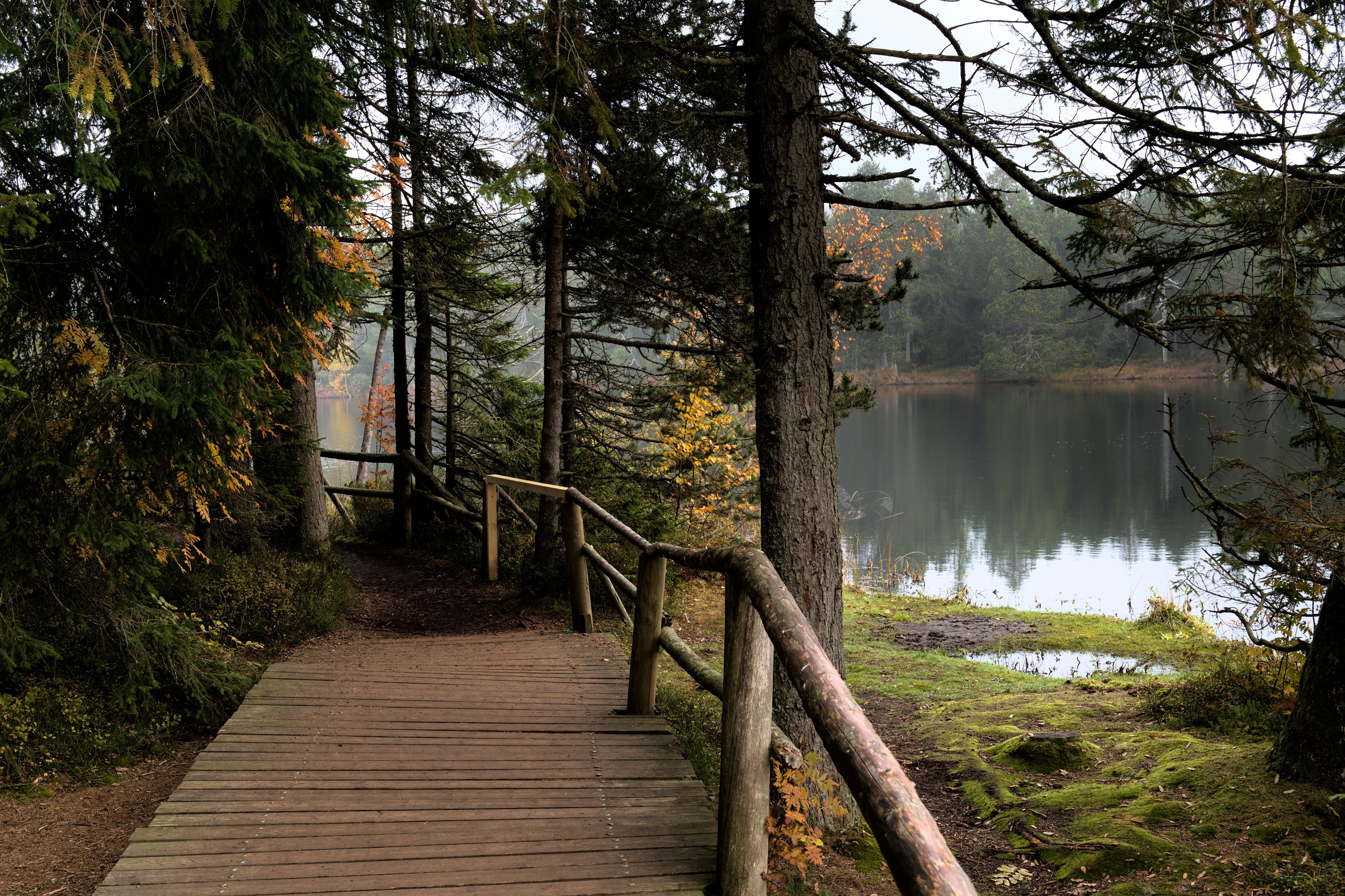 Boardwalk trail through cypress trees along the Red River in Middle Tennessee