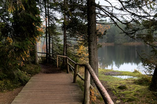 View of a Boardwalk and a Footpath along a Body of Water in a Forest 