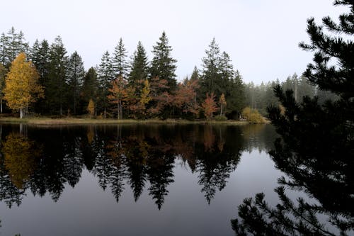 Coniferous Trees by the Lake 