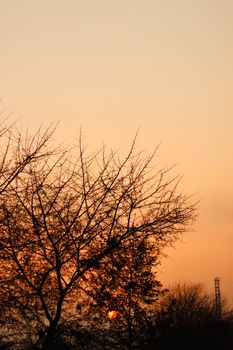 Silhouette of leafless trees against a glowing autumn sunset, capturing the essence of fall.