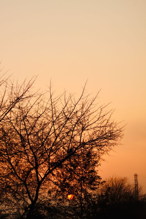 Free Silhouette of leafless trees against a glowing autumn sunset, capturing the essence of fall. Stock Photo