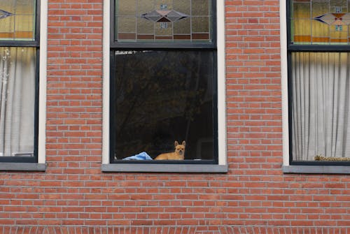 개, 기다리는, 암스테르담의 무료 스톡 사진