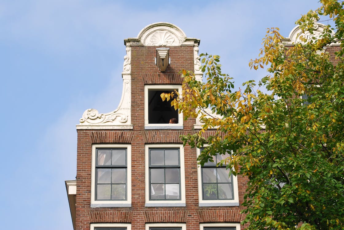 Tree in Front of Brick Tenement 