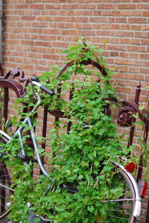 Ingyenes stockfotó Amszterdam, bicikli, borostyán témában