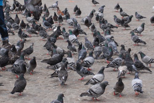 amsterdam, birçok güvercin, güvercinler içeren Ücretsiz stok fotoğraf