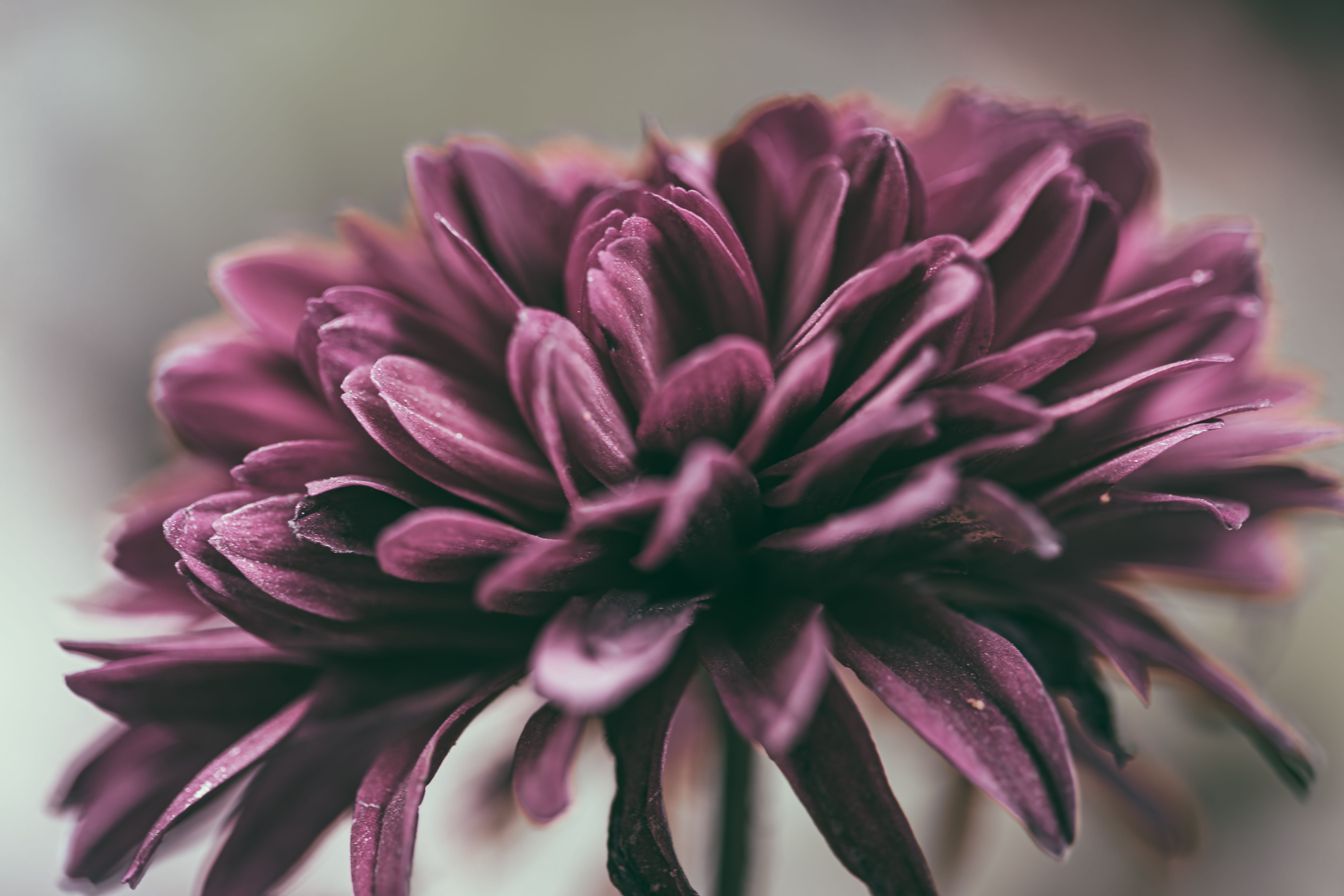 Purple Petals of Flower · Free Stock Photo