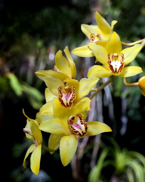 Yellow Orchid Flowers in a Garden 