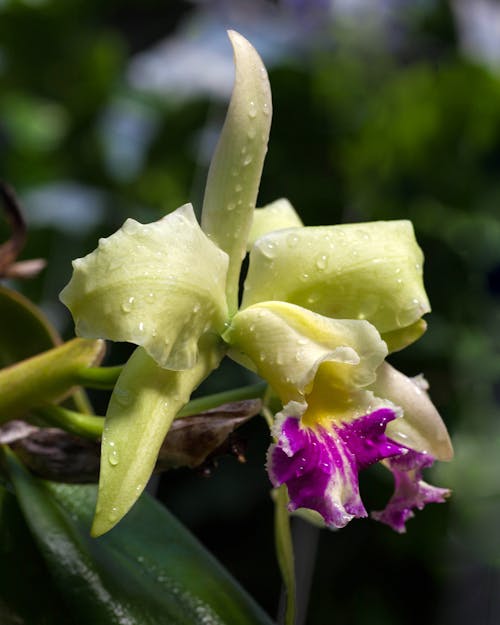 Raindrops on Flower