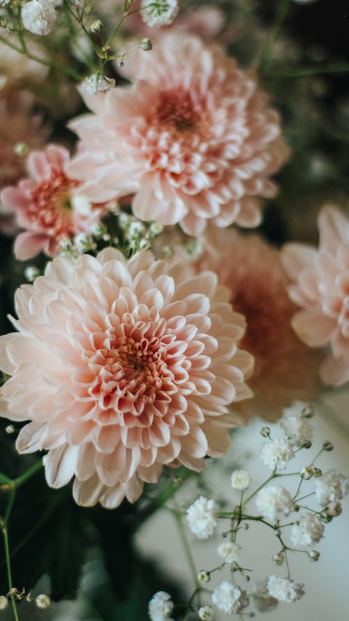 คลังภาพถ่ายฟรี ของ ความอุดมสมบูรณ์, ดอกเบญจมาศ, ดอกไม้