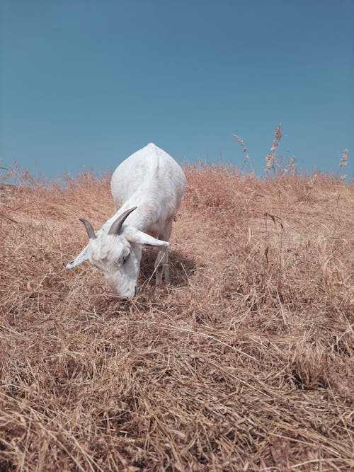 Free stock photo of animal photography, goat, mobile photography