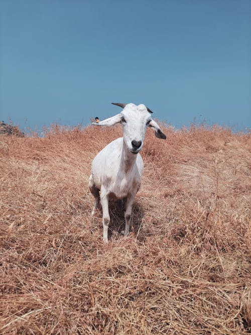 Free stock photo of animal photography, goat, mobile photography