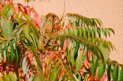 A plant with red leaves and green leaves