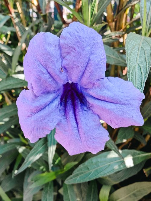 Free Stunning close-up of a purple Ruellia flower with detailed petals, perfect for nature enthusiasts. Stock Photo