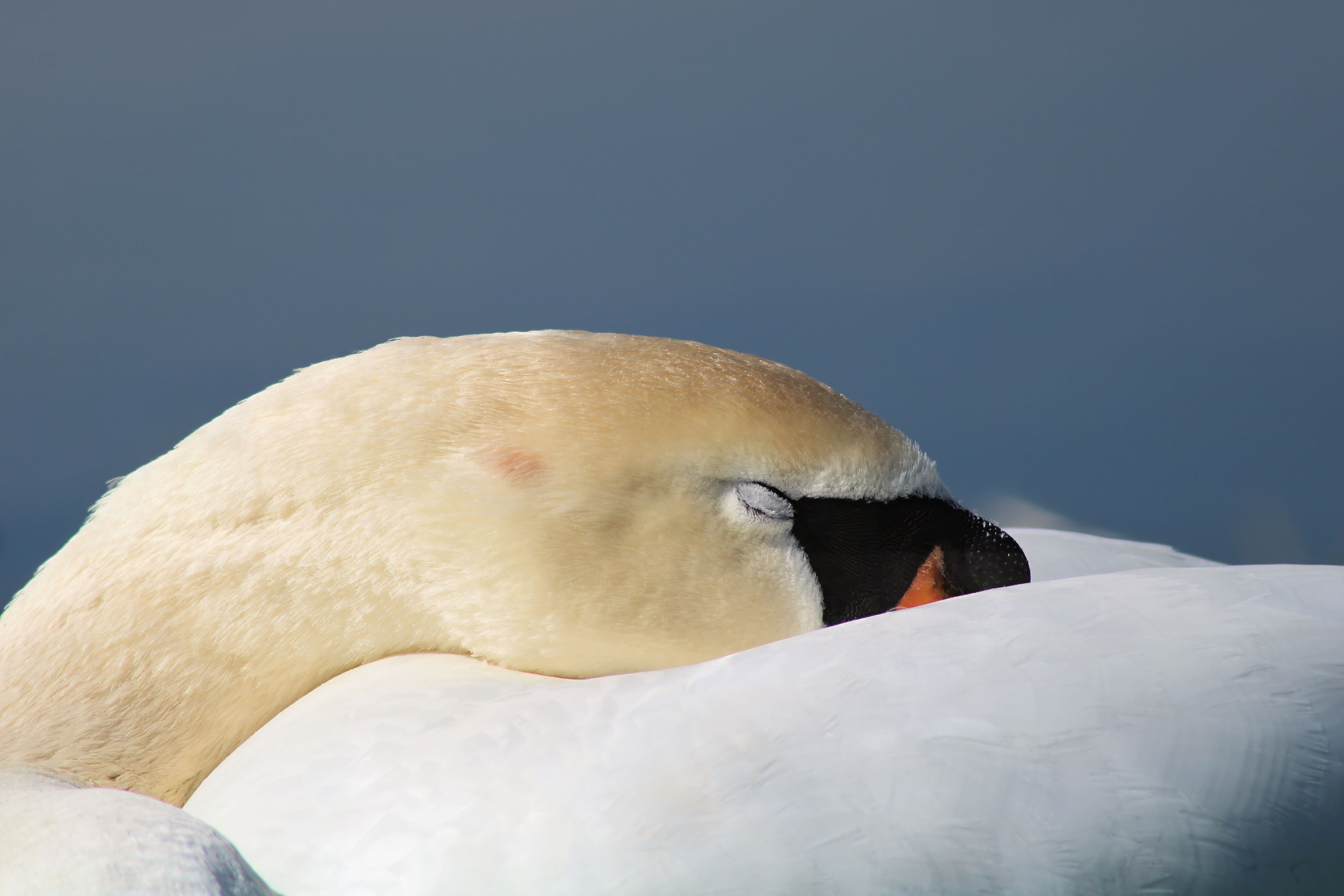 swans sleep land water