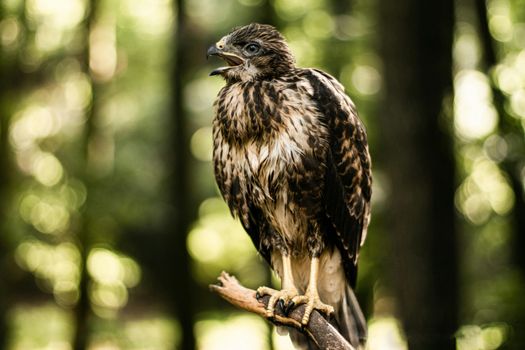 Close-up of a Red-tailed Hawk perched on a branch in an Algerian forest, capturing the essence of wildlife.