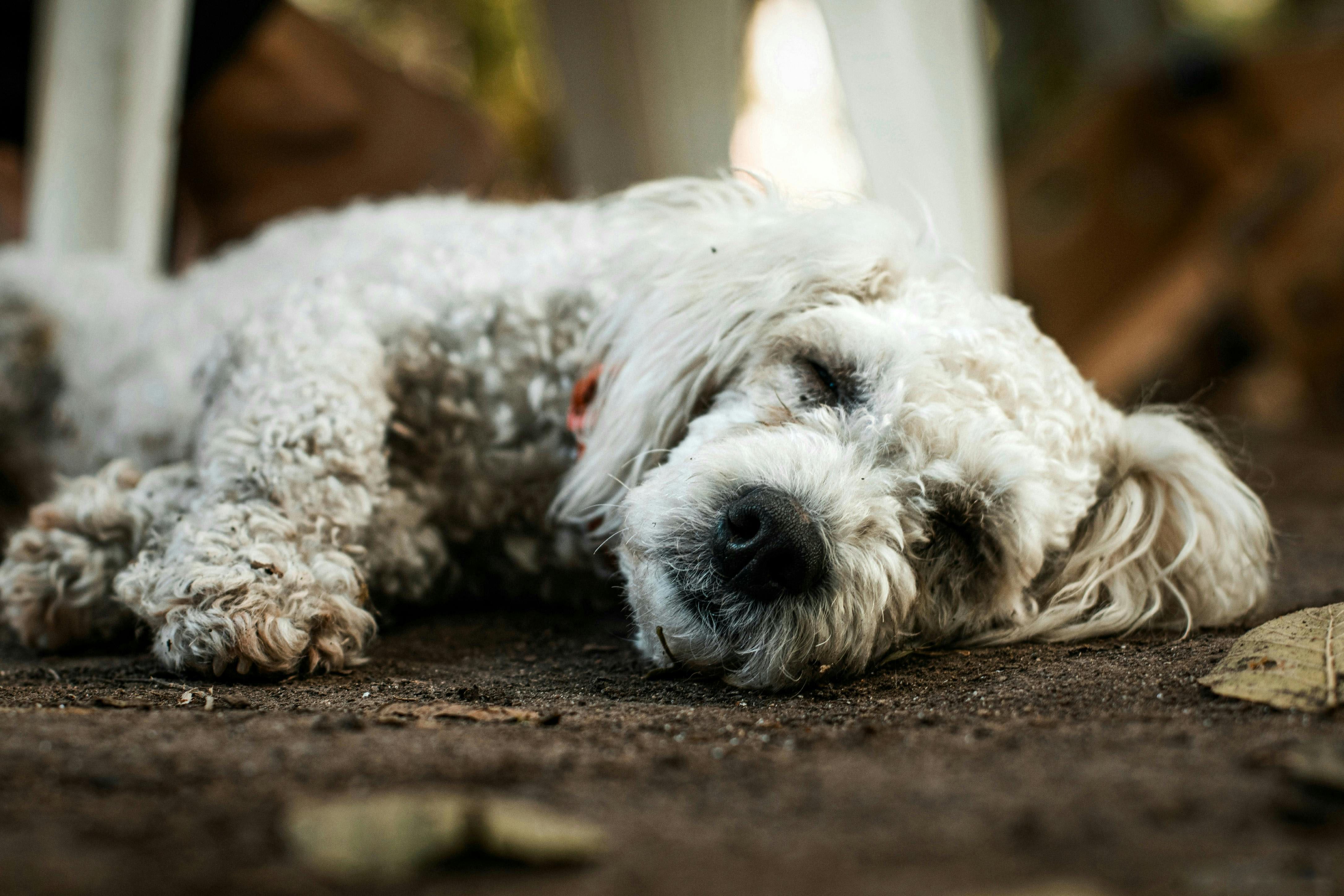 pet insurance for dogs with pre-existing conditions Side-by-Side: How Top Provid
