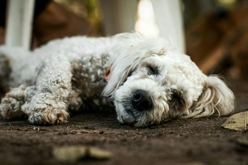 Free Adorable white dog peacefully sleeping on the ground outdoors in Skikda, Algeria. Stock Photo