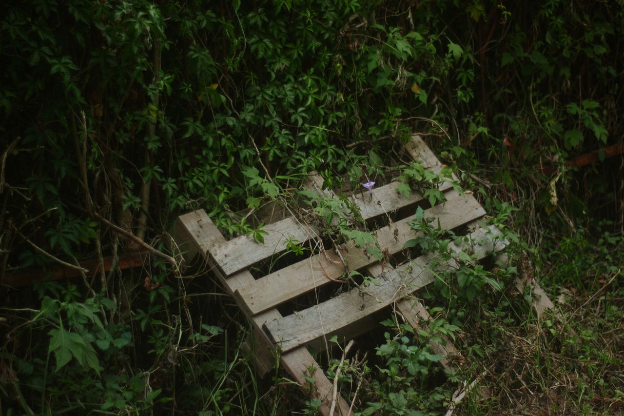 pallet-wood-plank-edging Wooden pallet among garden plants