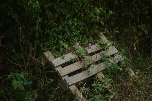 Free An abandoned wooden pallet partially covered with lush green foliage, creating a natural, rustic scene. Stock Photo