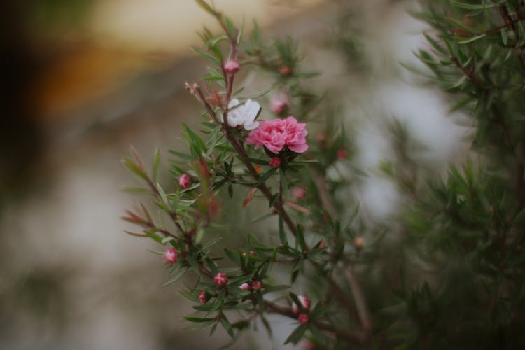 Decorative Shrub With Flowers