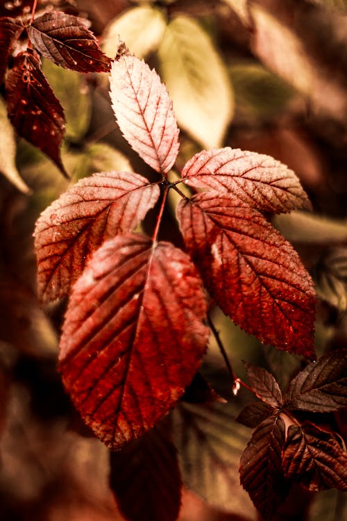 Free stock photo of autumn leaves, colors of fall