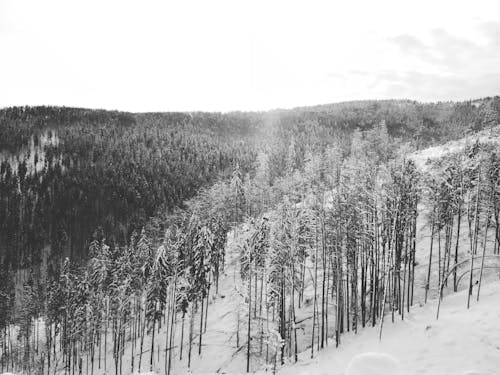 Бесплатное стоковое фото с белый, глубокий, деревья