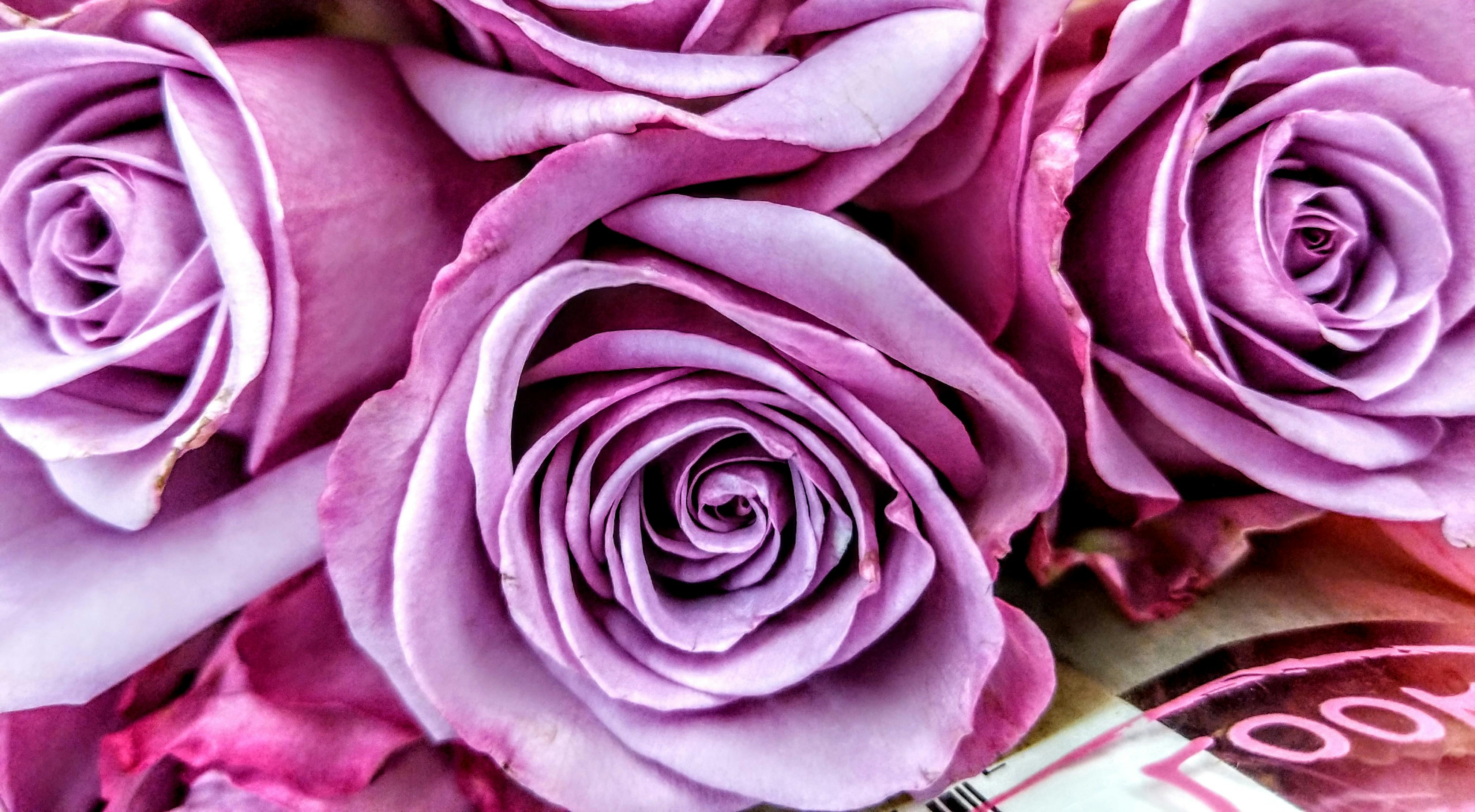 Free stock photo of purple flowers, Purple roses, roses