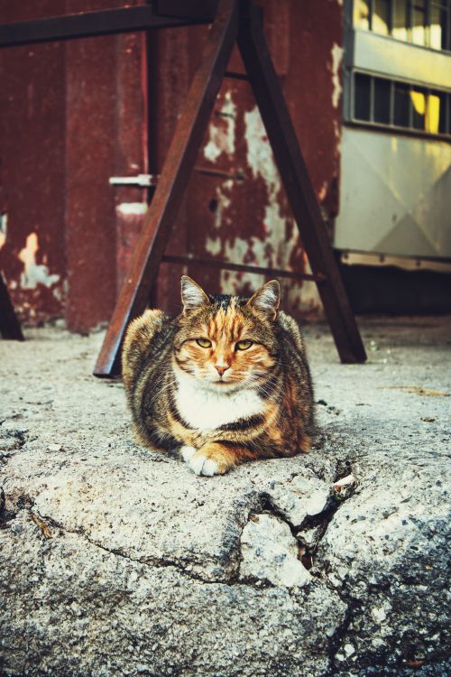 Free A fluffy tabby cat lying on urban concrete, radiating calmness amidst a gritty environment. Stock Photo