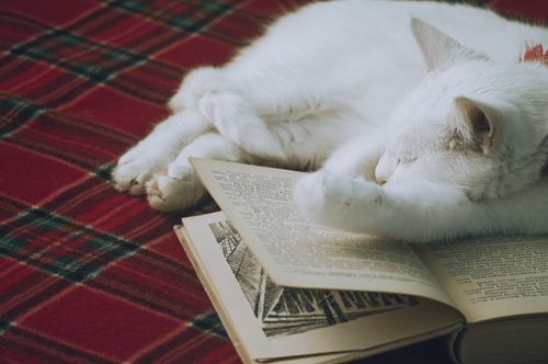 Free White cat sleeping on an open book on a plaid blanket, creating a cozy and serene atmosphere. Stock Photo