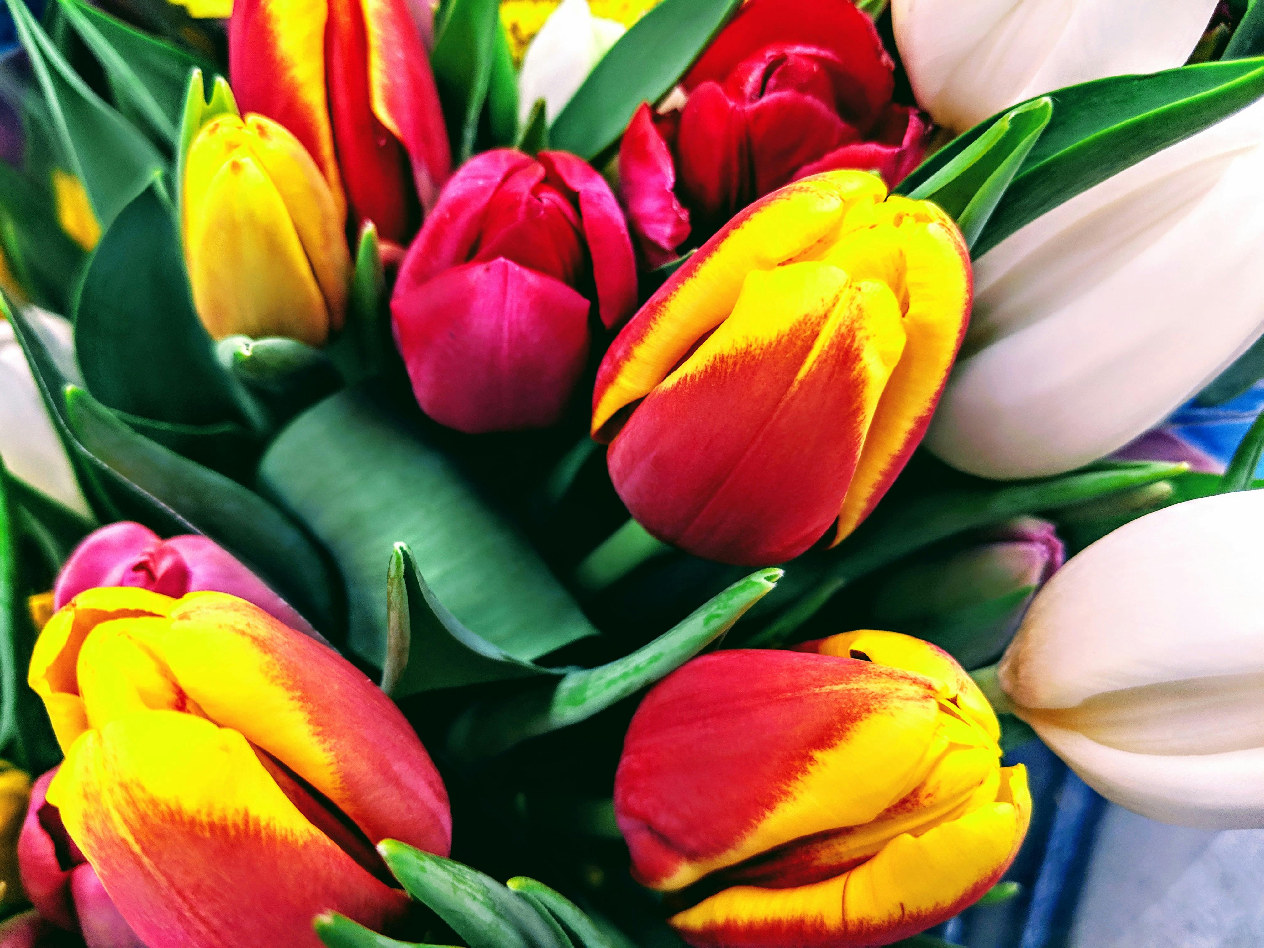 Free stock photo of Pink Tulips, tulips, yellow tulips