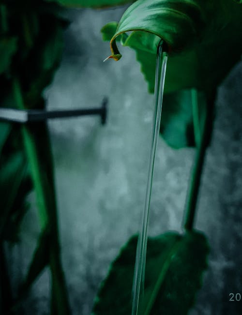 bitki, hd, karanlık içeren Ücretsiz stok fotoğraf