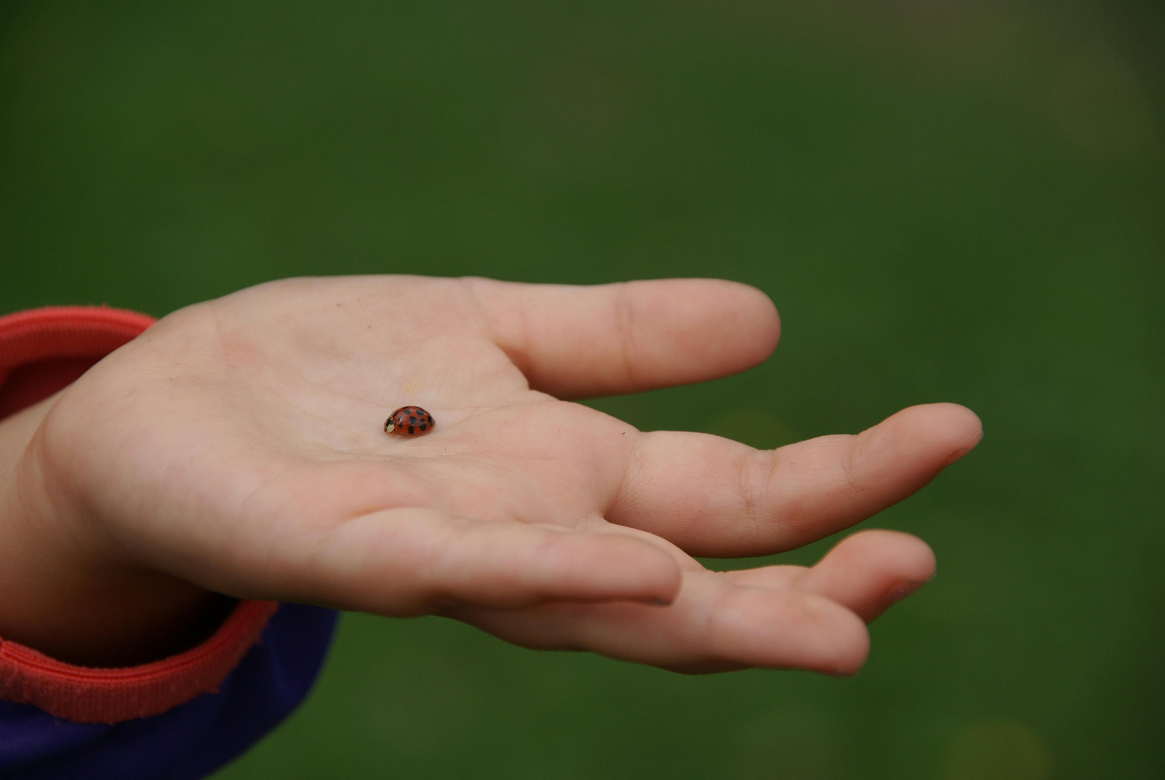 A close-up of a ladybird resting on a human hand against a green backdrop.