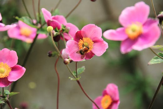 Saint-Martin-lez-Tatinghem