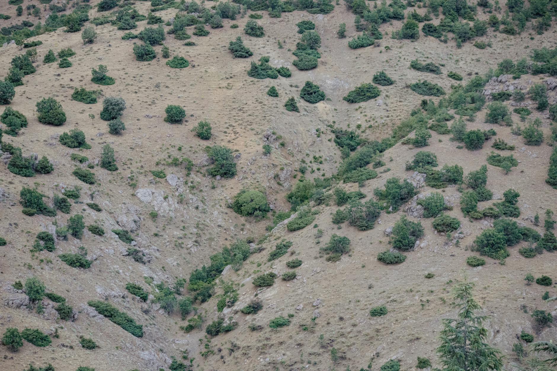 https://www.pexels.com/photo/a-dry-riverbank-19904250/