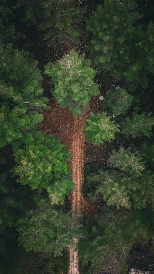 Foto d'estoc gratuïta de arbres, Camí, exòtic