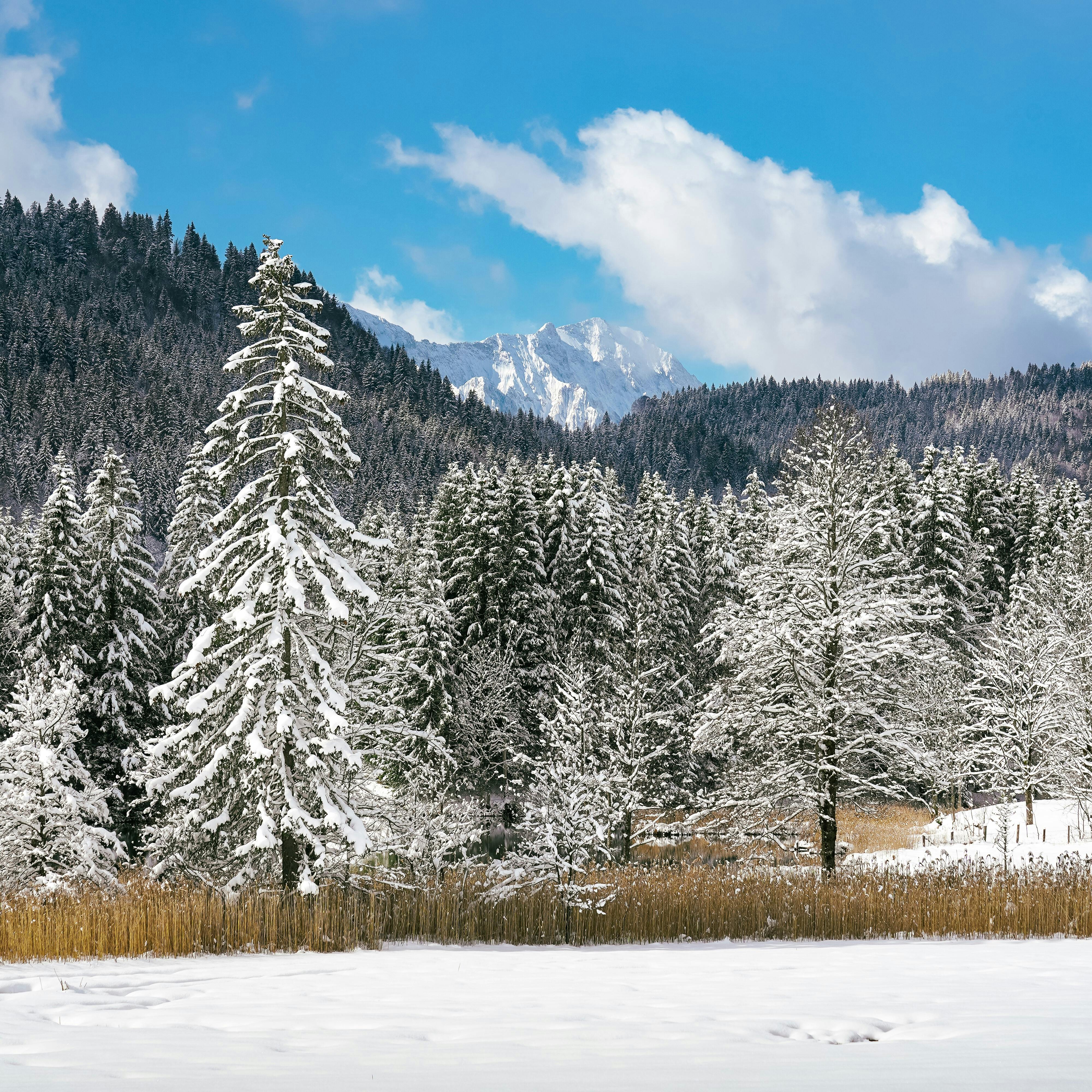 Trees and Lake in Winter · Free Stock Photo