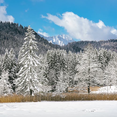 Coniferous Trees Covered with Frost in a Valley