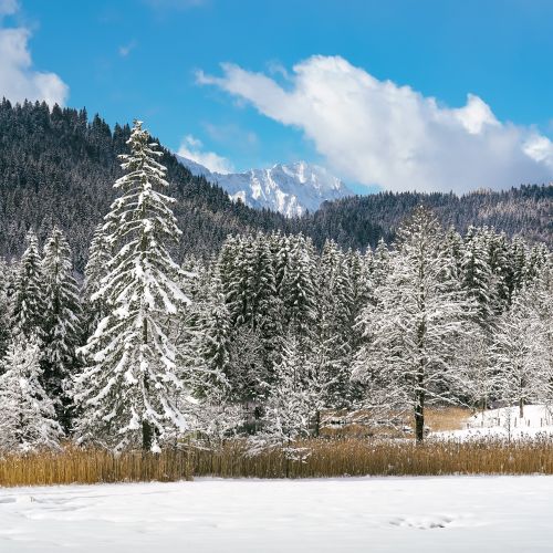 Free Majestic snow-covered coniferous forest with mountain backdrop in winter. Stock Photo