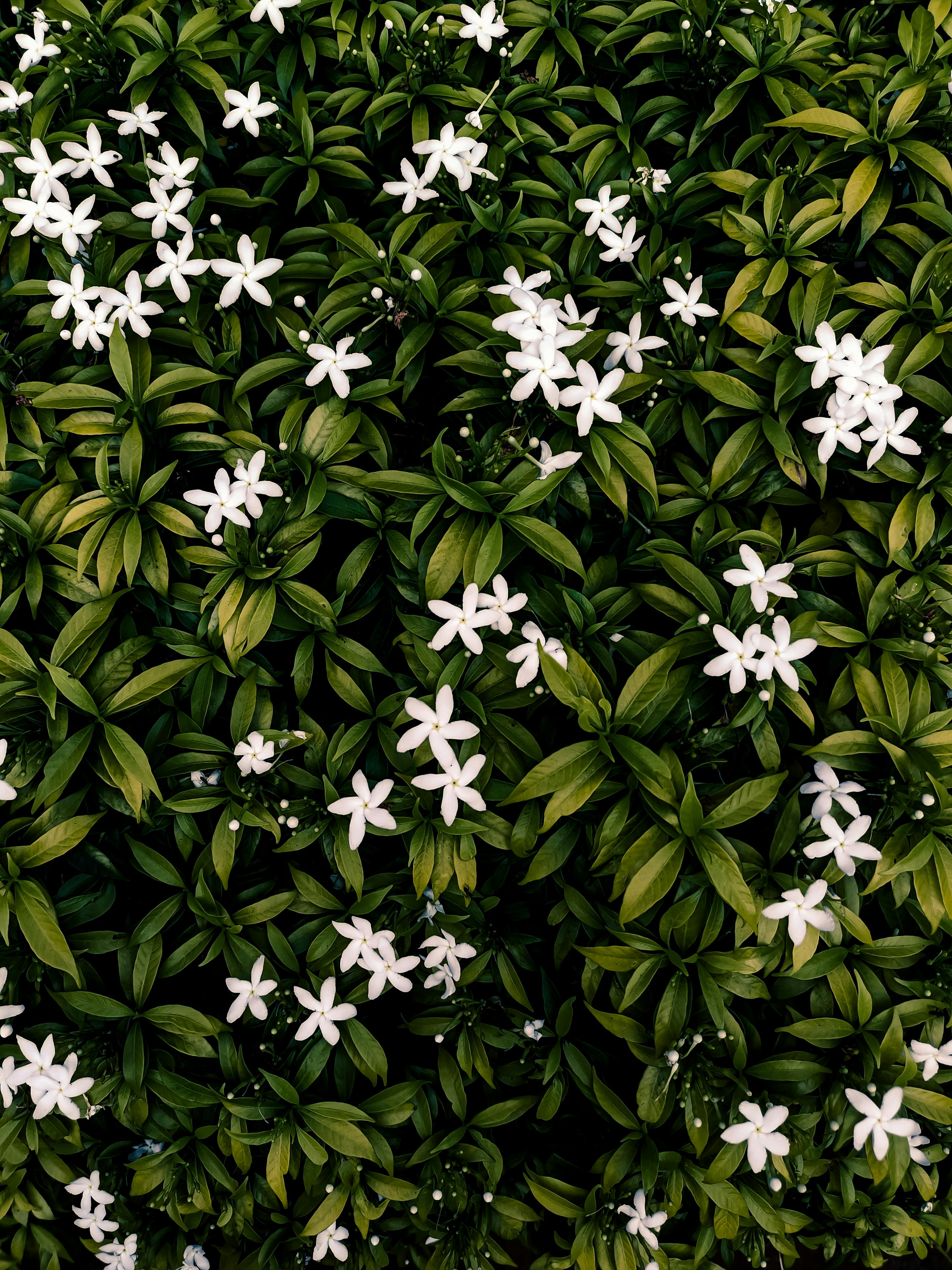 A top view of a dense shrub of green leaves interspersed with delicate white flowers.