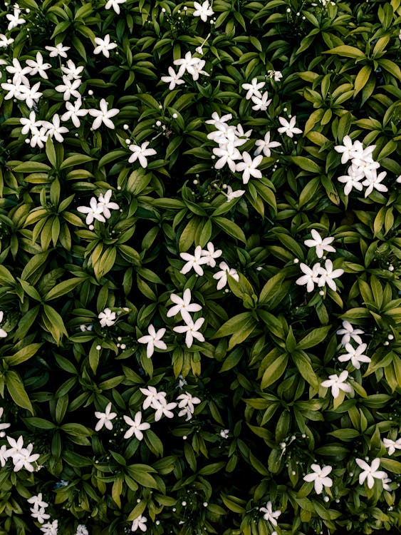 White Flowers on an Ivy 