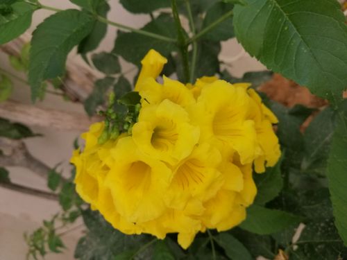 Free yellow Stock Photo